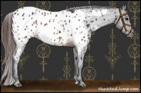 Horse Color:Brown Appaloosa 