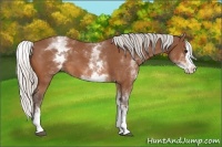 Horse Color:White Spotted Silver Bay Splash