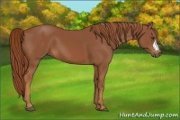 Horse Color:Chestnut 