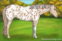 Horse Color:Painted Chestnut Appaloosa 