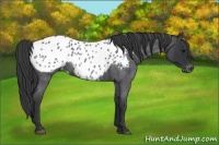 Horse Color:Blue Roan Appaloosa 
