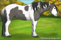 Horse Color:Grullo Splash Tobiano