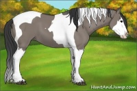 Horse Color:Grullo Splash Tobiano