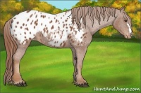 Horse Color:Chestnut Appaloosa
