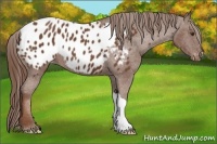 Horse Color:Chestnut Appaloosa