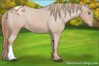 Horse Color:Chestnut Varnish 