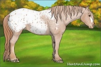 Horse Color:Chestnut Appaloosa