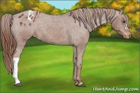 Horse Color:Chestnut Appaloosa 