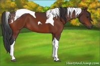 Horse Color:Bay Tobiano 