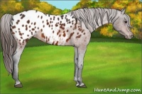 Horse Color:Bay Appaloosa