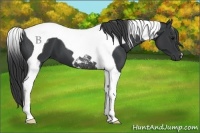 Horse Color:Black Tobiano