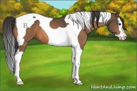 Horse Color:Buckskin Splash Tobiano 