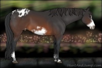 Horse Color:Brown Sabino Frame Appaloosa 