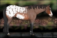 Horse Color:Bay Roan Sabino Frame Appaloosa 