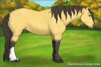 Horse Color:Buckskin 