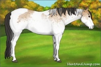 Horse Color:White Spotted Buckskin Tobiano 