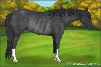 Horse Color:Black Rabicano