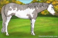 Horse Color:Silver Blue Roan Splash Frame 