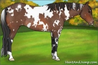 Horse Color:White Spotted Bay Roan Appaloosa Rabicano 
