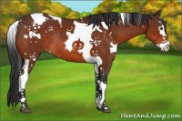 Horse Color:White Spotted Bay Splash Tobiano Rabicano