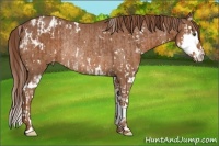 Horse Color:White Spotted Chestnut Splash Rabicano and Chestnut Sabino Splash Varnish Rabicano