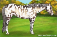 Horse Color:Buckskin Onyx Near Leopard