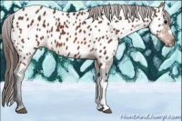 Horse Color:Bay Appaloosa