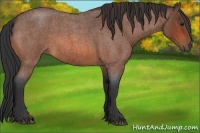 Horse Color:Bay Roan