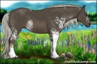 Horse Color:White Spotted Liver Chestnut Rabicano 