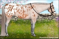 Horse Color:Bay Appaloosa
