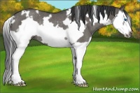 Horse Color:White Spotted Grullo Splash Frame Rabicano
