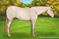 Horse Color:Buckskin Pearl 