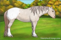 Horse Color:Red Dun Appaloosa