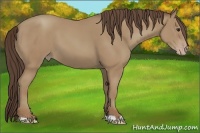 Horse Color:Classic Champagne 