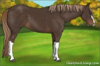 Horse Color:Liver Chestnut 