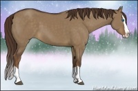 Horse Color:Liver Red Dun Splash 