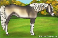 Horse Color:Liver Red Onyx Sabino Rabicano 