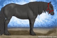 Horse Color:Smoky Black 