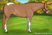 Horse Color:Chestnut Tobiano