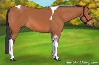 Horse Color:Bay Tobiano 