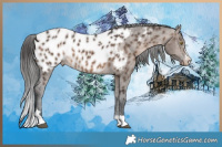 Horse Color:Brown Dun Appaloosa Brindle
