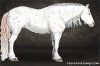 Horse Color:Gold Champagne Appaloosa  and Gold Champagne Appaloosa 