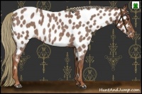 Horse Color:Red Roan Appaloosa 