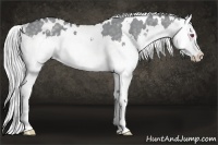 Horse Color:White Spotted Silver Grullo Chinchilla Splash 