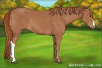 Horse Color:Chestnut 