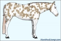 Horse Color:Liver Red Dun Splash Appaloosa Brindle 