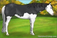 Horse Color:Black Splash