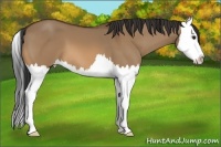 Horse Color:Bay Dun Splash 