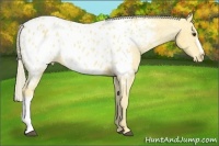 Horse Color:Palomino Near Leopard 
