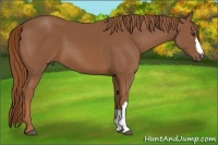Horse Color:Chestnut 